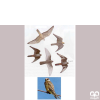 گونه شاهین پاسرخ Red-footed Falcon